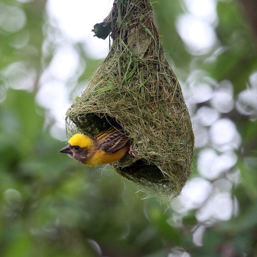 Exotic bird's nest