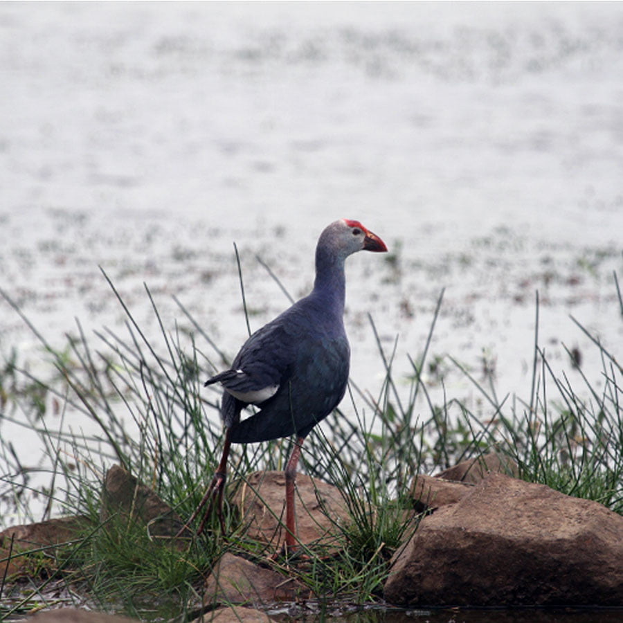 Beautiful birds at Tipai