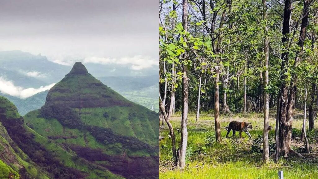 Royal Bengal Tiger sighting through open jeep – tiger safari near Tadoba biosphere