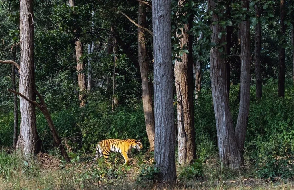 gift a safari experience this season