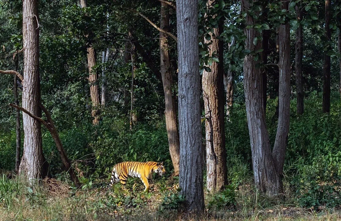 gift a safari experience this season