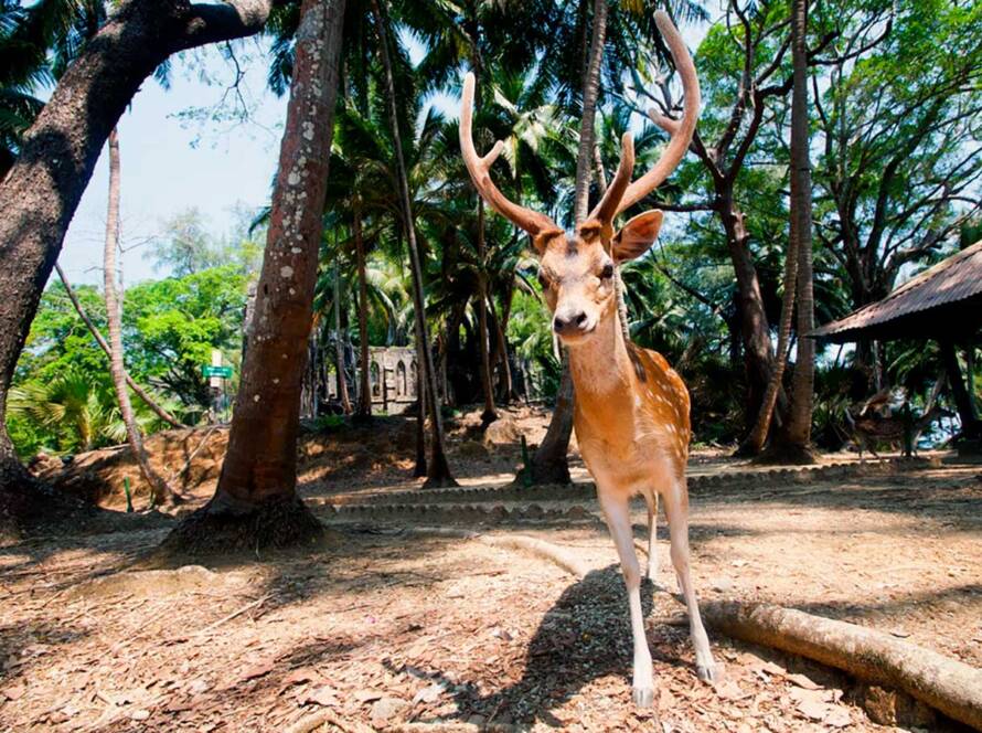 Wildlife encounter at Tipeshwar