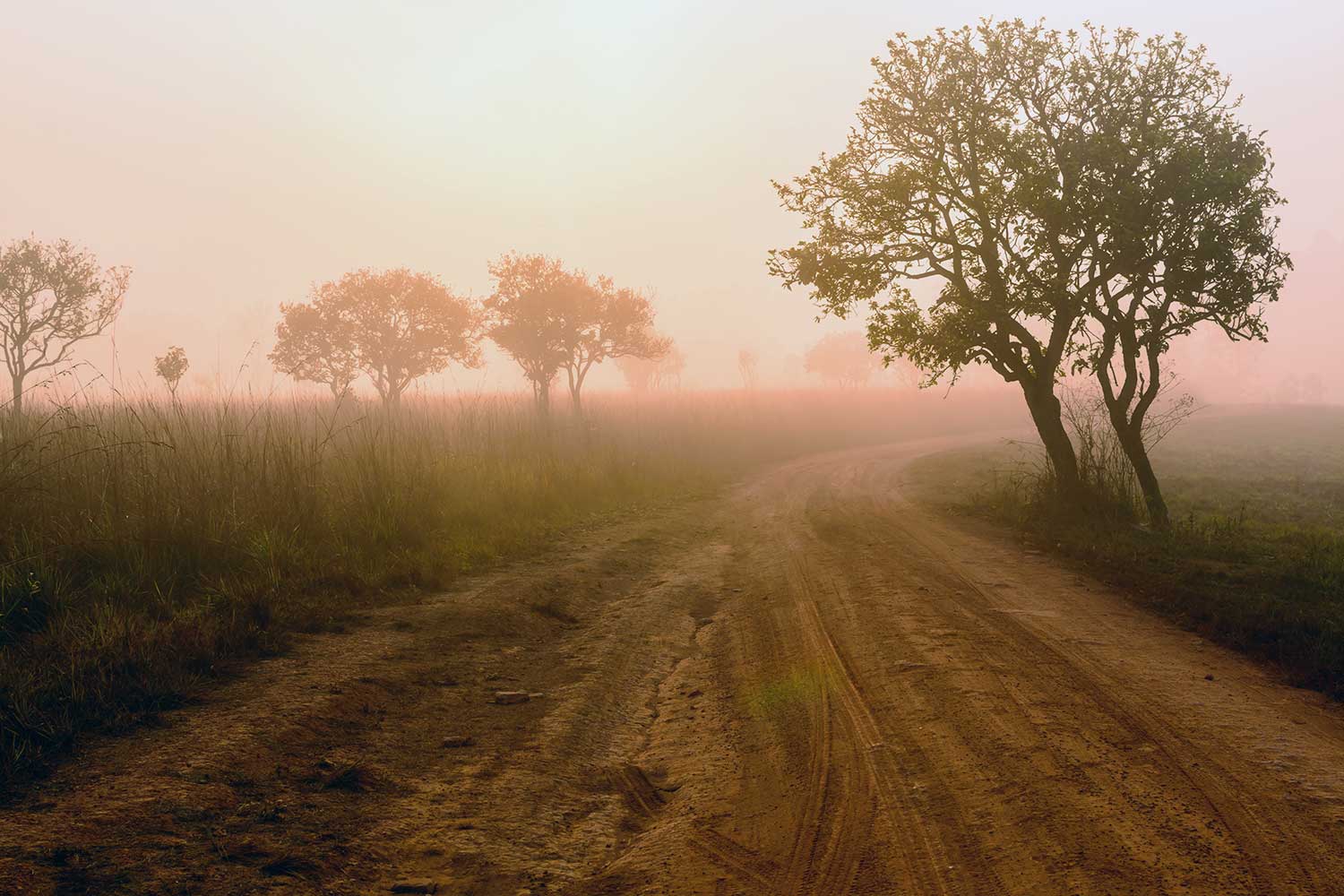 Top 10 Reasons to Plan a Luxury Safari in India This Winter 2025