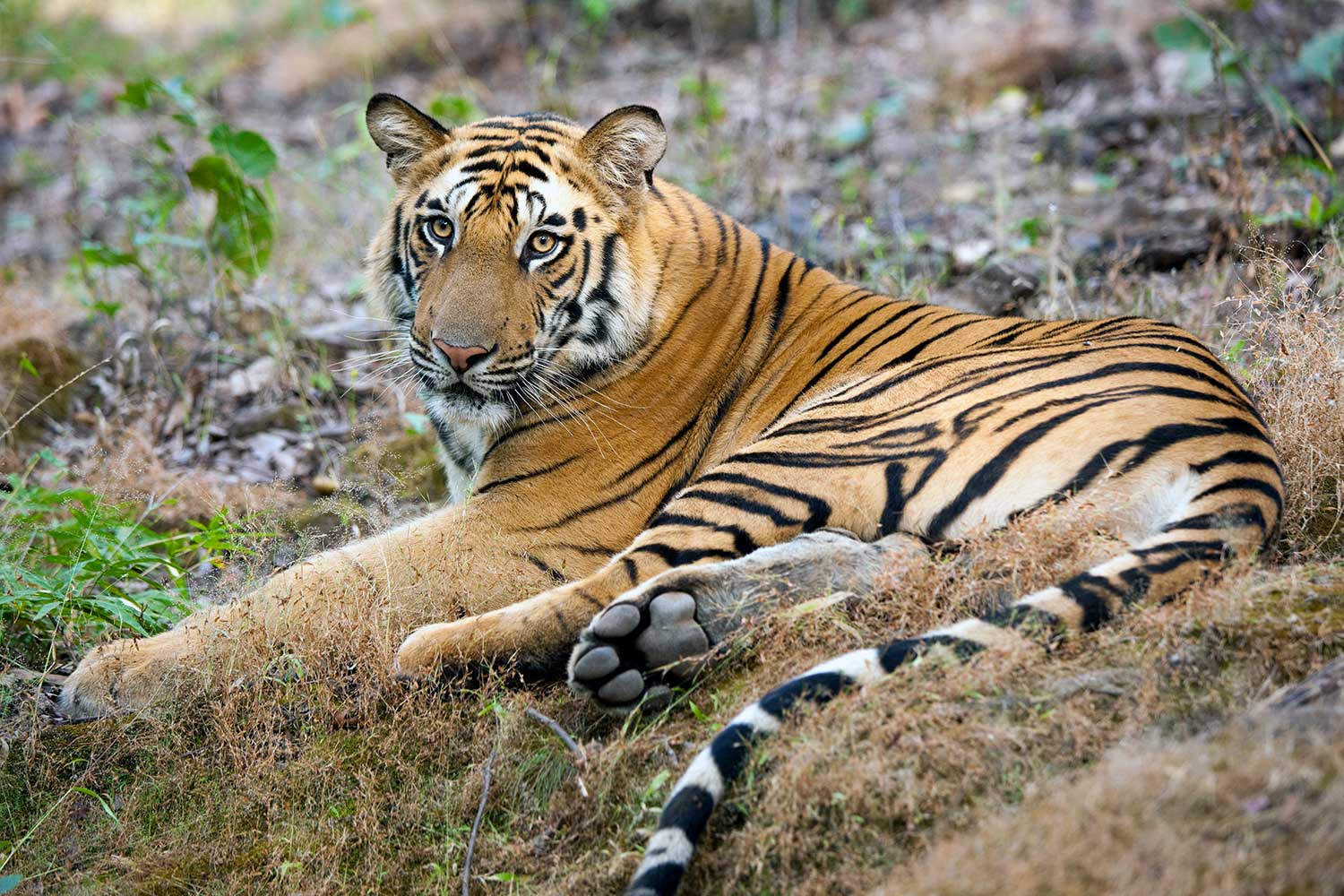 Prime Wildlife Sightings in Tipeshwar