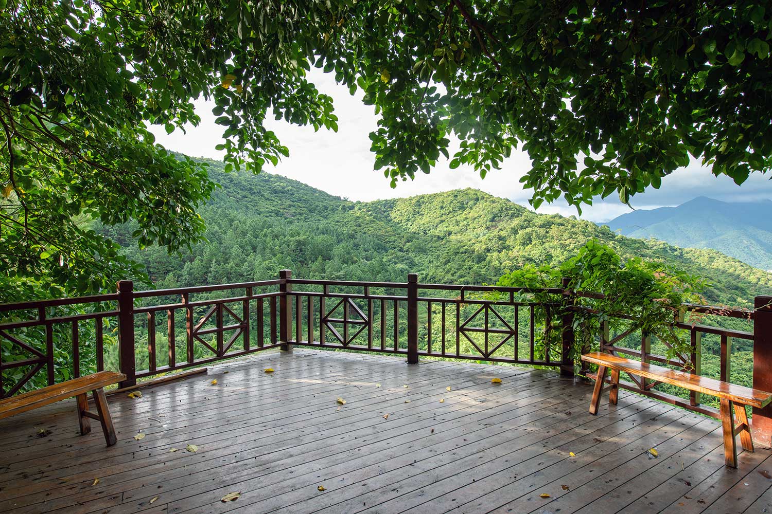 Best wildlife Safari & the Resort in western ghats