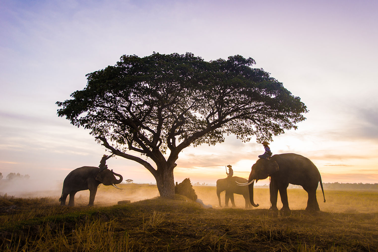 Comparison of Luxury Safari in India vs African Safari