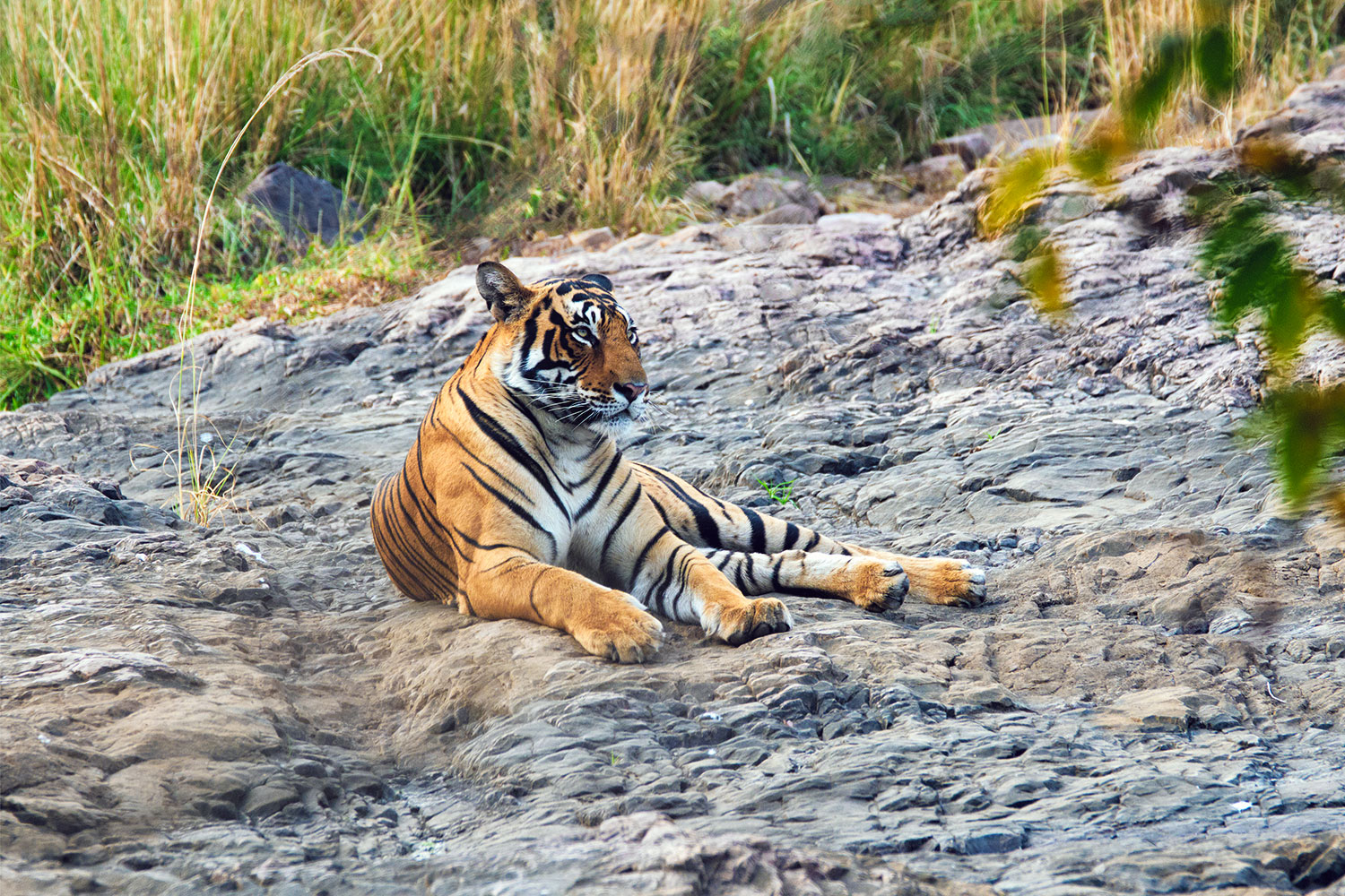 Tadoba-Andhari Tiger Reserve Section