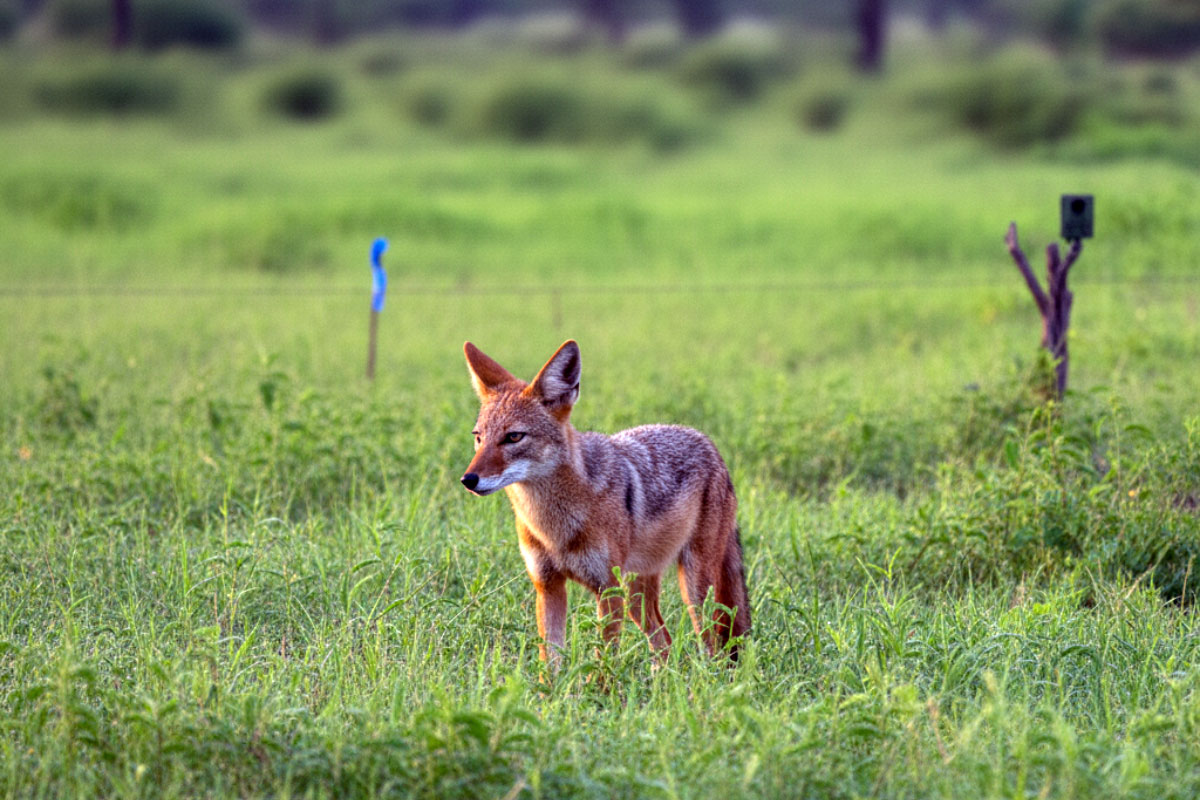 Conservation Efforts for Jackals in India