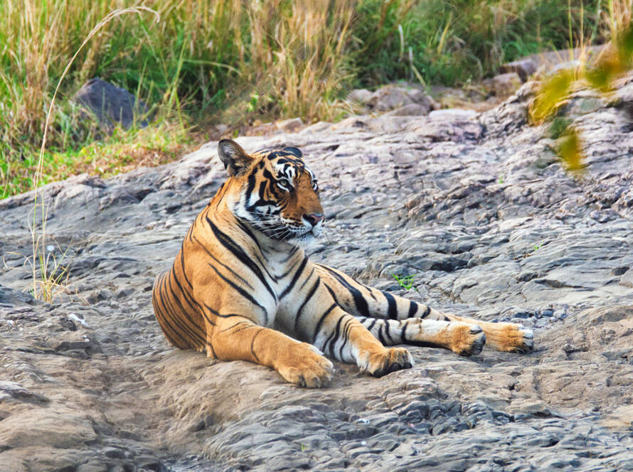 Luxury Safari Alternatives to Ranthambore Discover Tipeshwar’s Hidden Gem