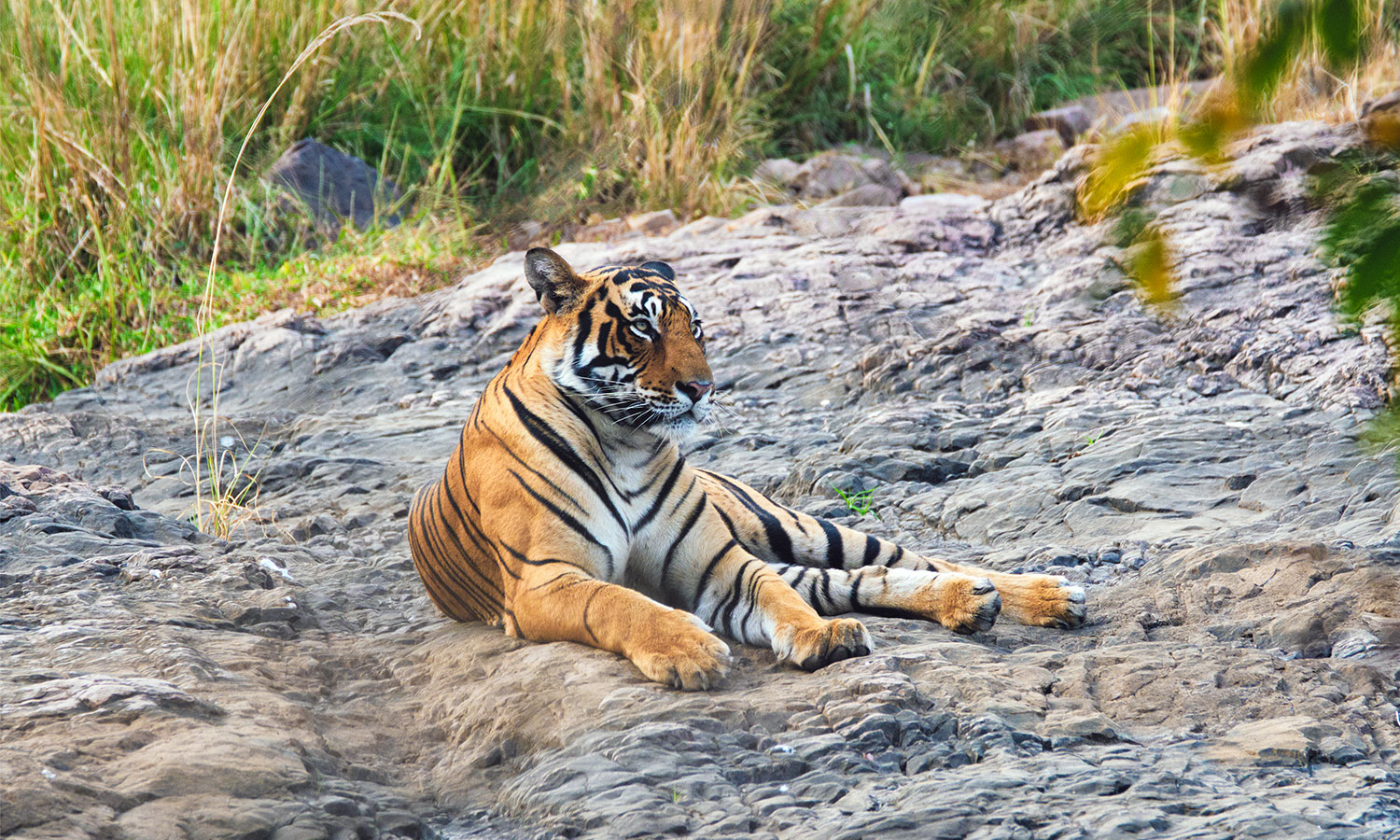 Luxury Safari Alternatives to Ranthambore Discover Tipeshwar’s Hidden Gem