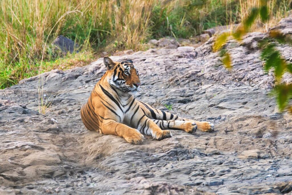 Luxury Safari Alternatives to Ranthambore: Discover Tipeshwar’s Hidden Gem