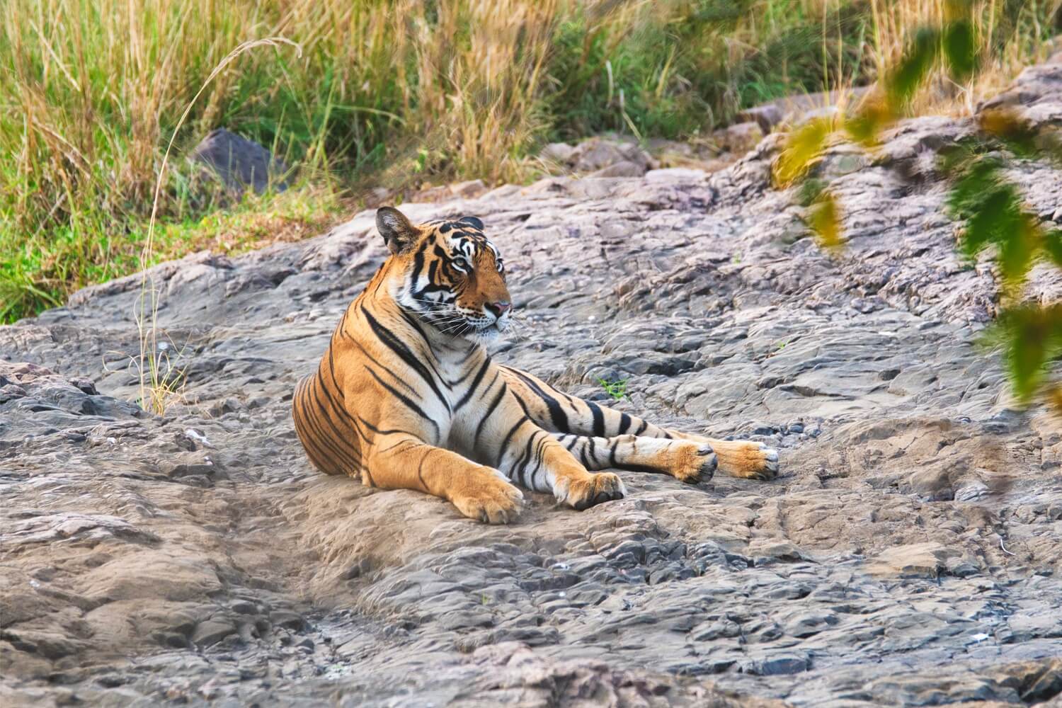 Luxury Safari Alternatives to Ranthambore: Discover Tipeshwar’s Hidden Gem