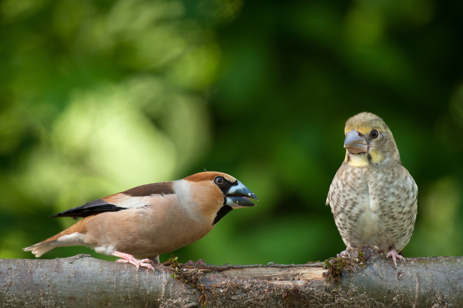 exotic birds in tipeshwar