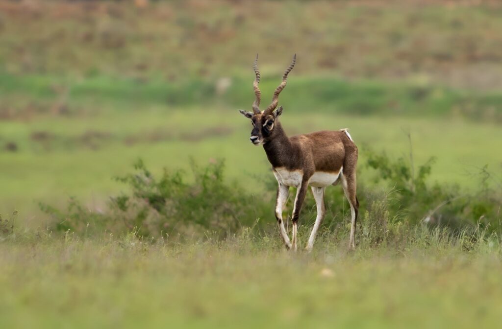 Fascinating Facts About Blackbucks & Where You Can See Them