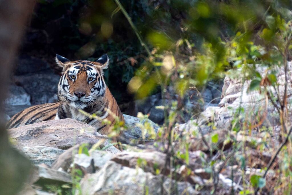 Tipeshwar: An Underrated Wildlife Sanctuary in India