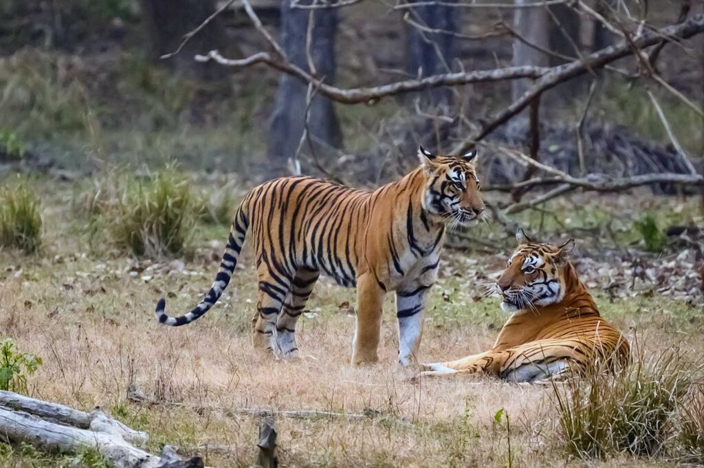 How to Track Tigers in India: Tips and Tricks for Ethical Wildlife Observation