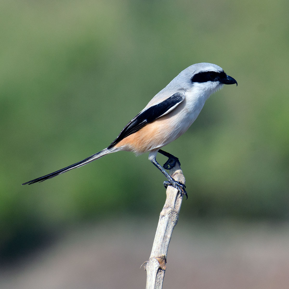 Indian Long-tailed Shrike Tipeshwar – 180 bird species sanctuary India