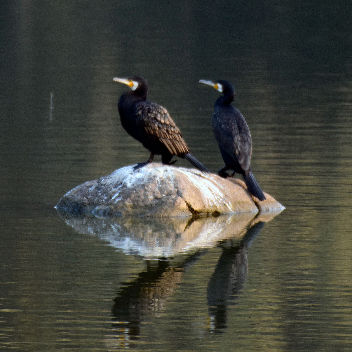 Waterbird in flight Tipeshwar wetland – birdwatching Maharashtra India
