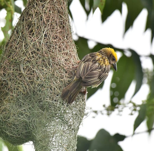 birdwatching Experience in wildlife