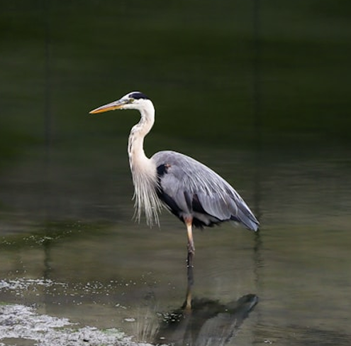 Best Time for Bird Watching in Tipeshwar