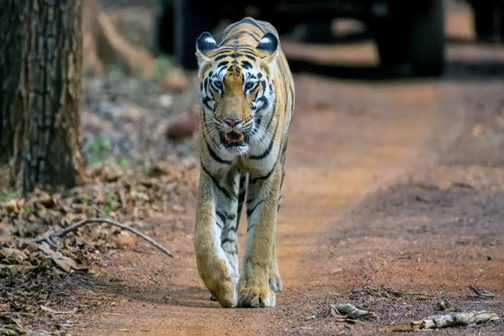 tiger safari zones india