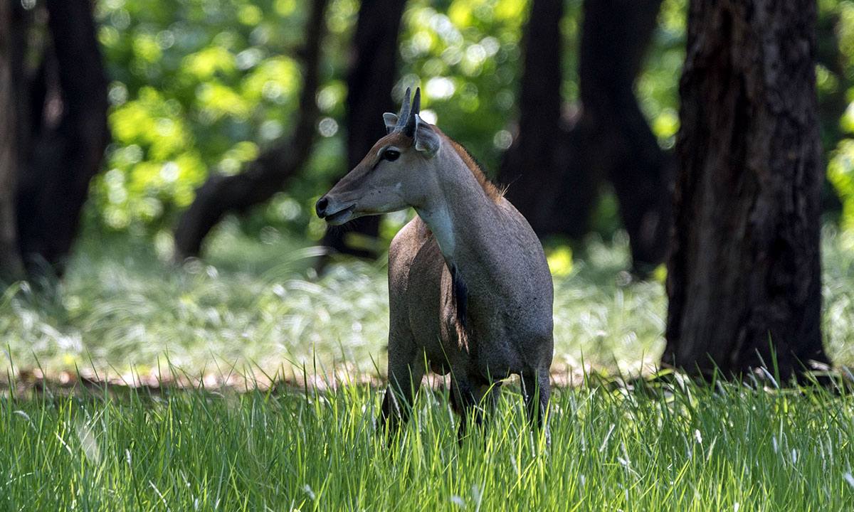 animal safari in maharashtra