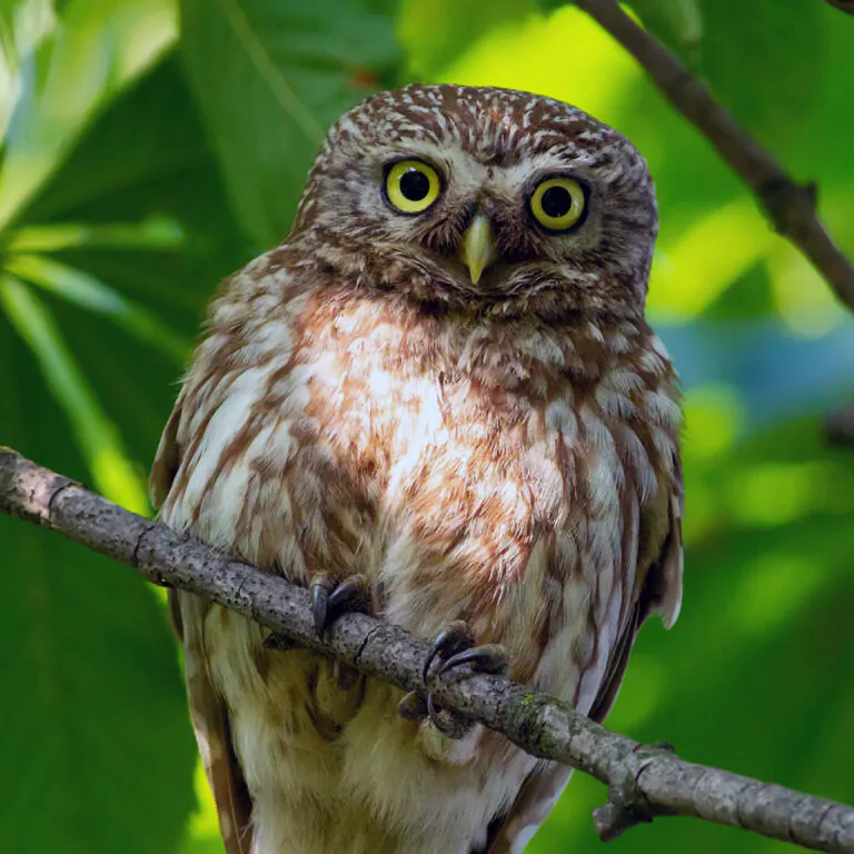 Spotted Owlet perched at Tipeshwar Wildlife Sanctuary