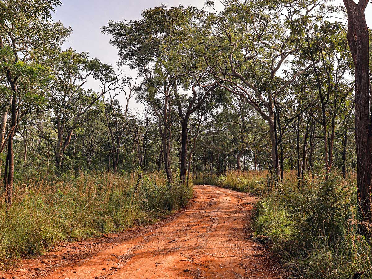 jungle safari in india