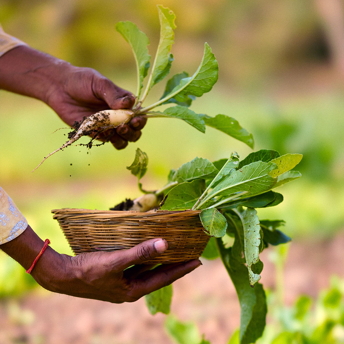 luxury wildlife resort dining India