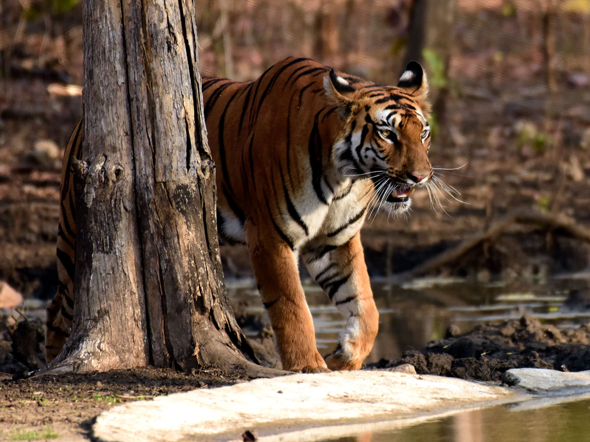 Tipeshwar: An Underrated Wildlife Sanctuary in India