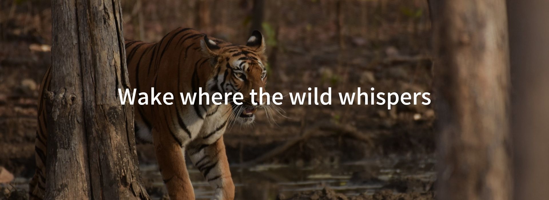 Wildlife in India: Safari Parks, Iconic Species & Emerging Destinations Like Tipeshwar