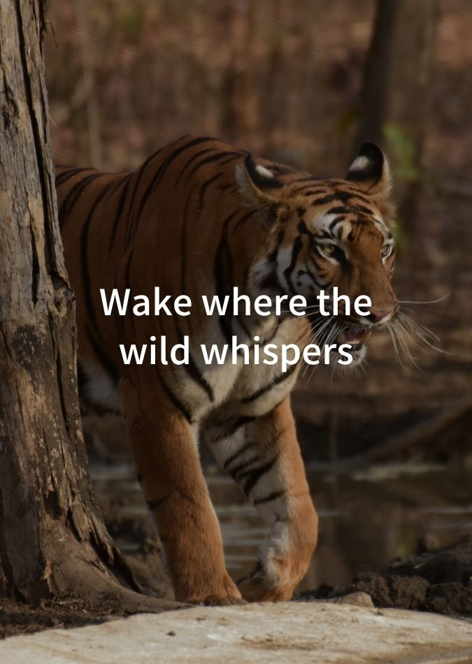 wildlife tiger safari