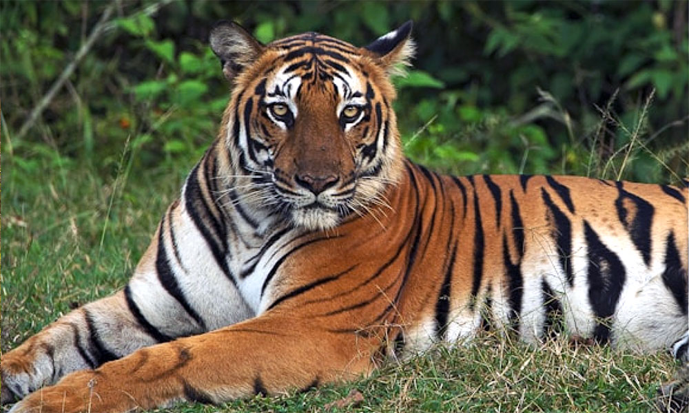 track tigers in India