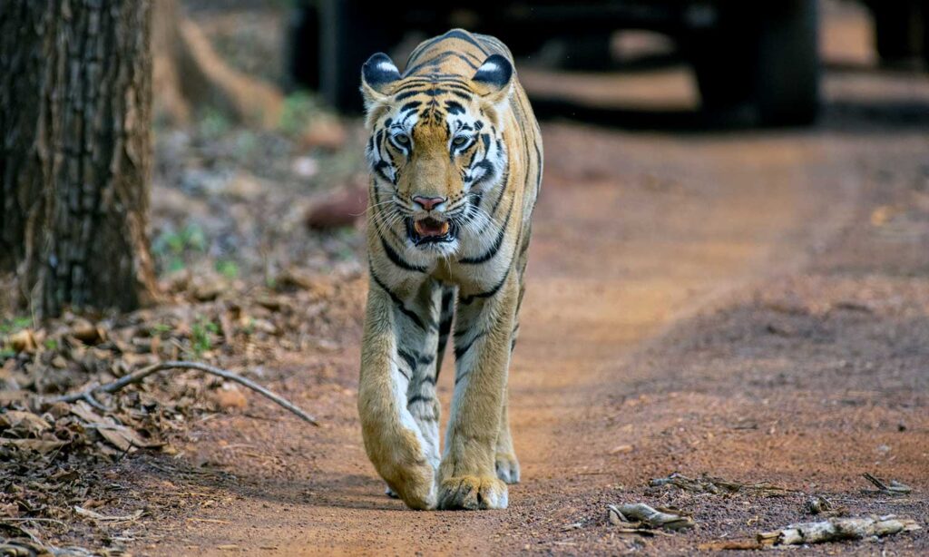 Tiger Safari Zone