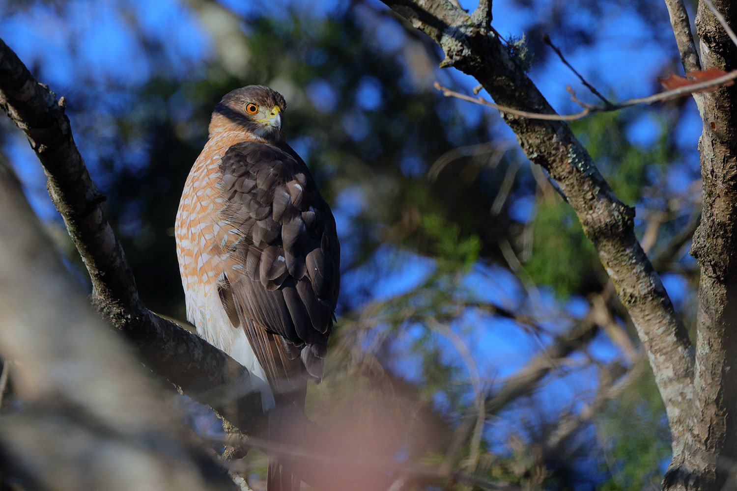 Exotic Birds (200+ Species)