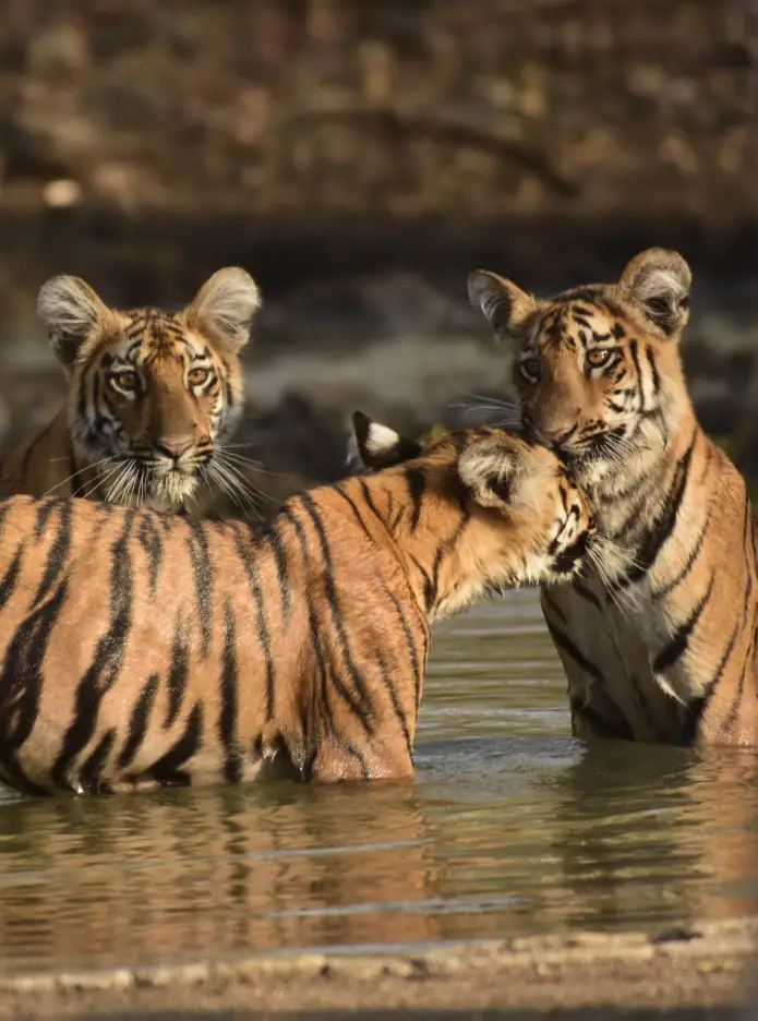 Wildlife Experiences