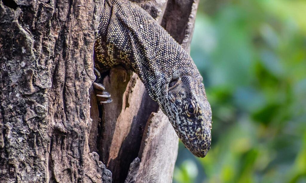 Monitor lizard in Tipeshwar wildlife sanctuary