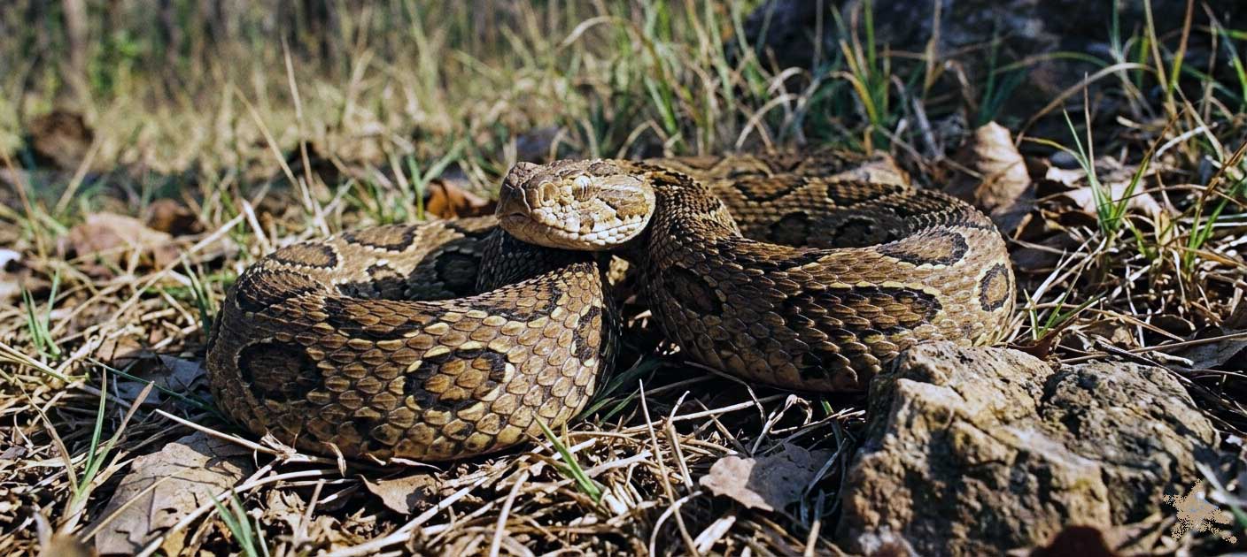 Russell’s Viper