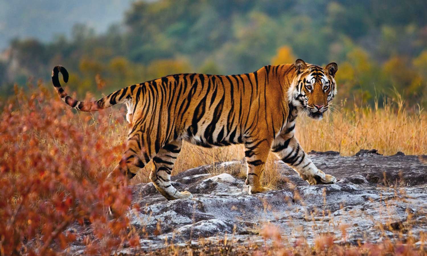 Tiger Safari India for American Travelers: Complete First-Timer Guide 2026