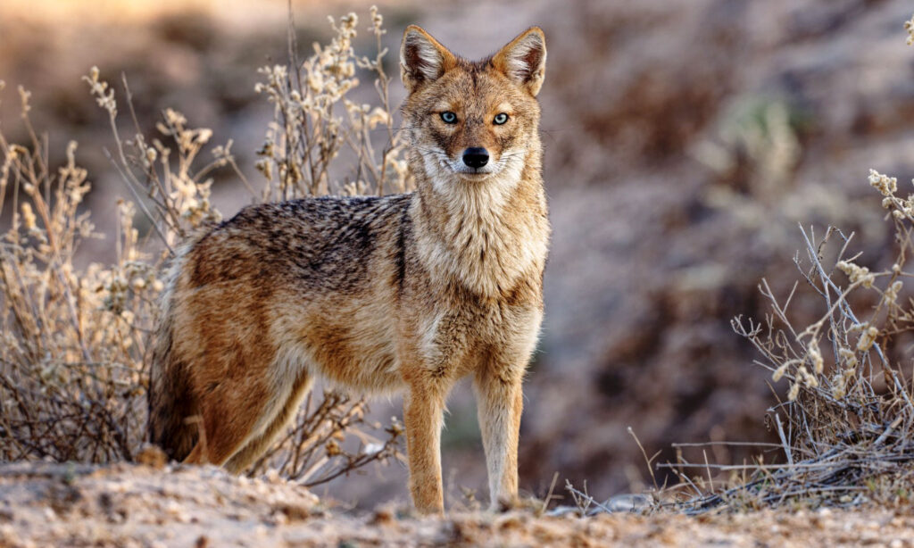 A golden jackal at dusk near Tipeshwar Wildlife Sanctuary, alert and undisturbed.