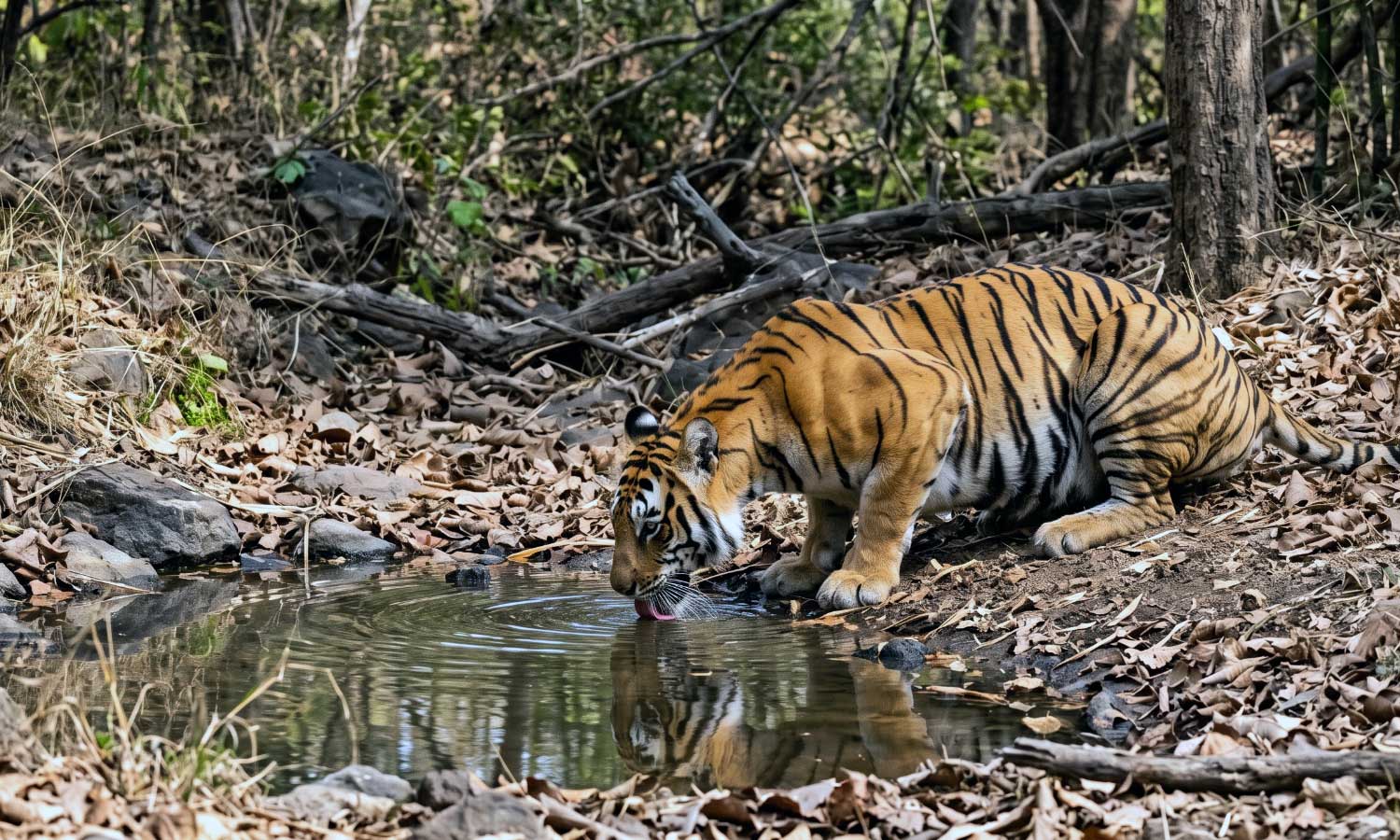 When the Forest Gives Up Its Tigers: Best Time to Visit Tipeshwar
