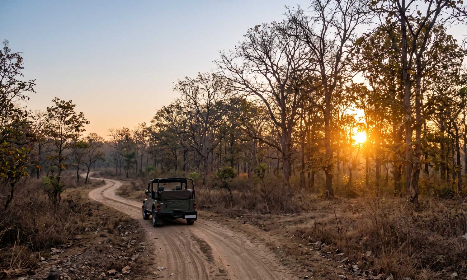 A safari jeep at dawn inside Tipeshwar Wildlife Sanctuary in winter, golden light through the teak trees