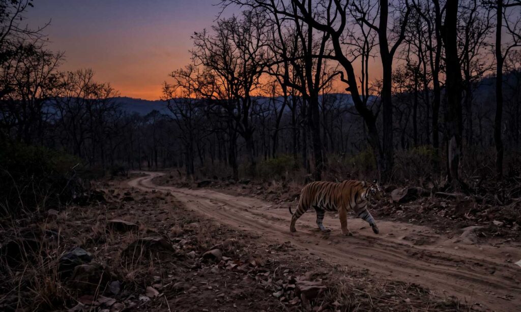 A young male tiger crossing a forest track at dusk near Tipeshwar Wildlife Sanctuary