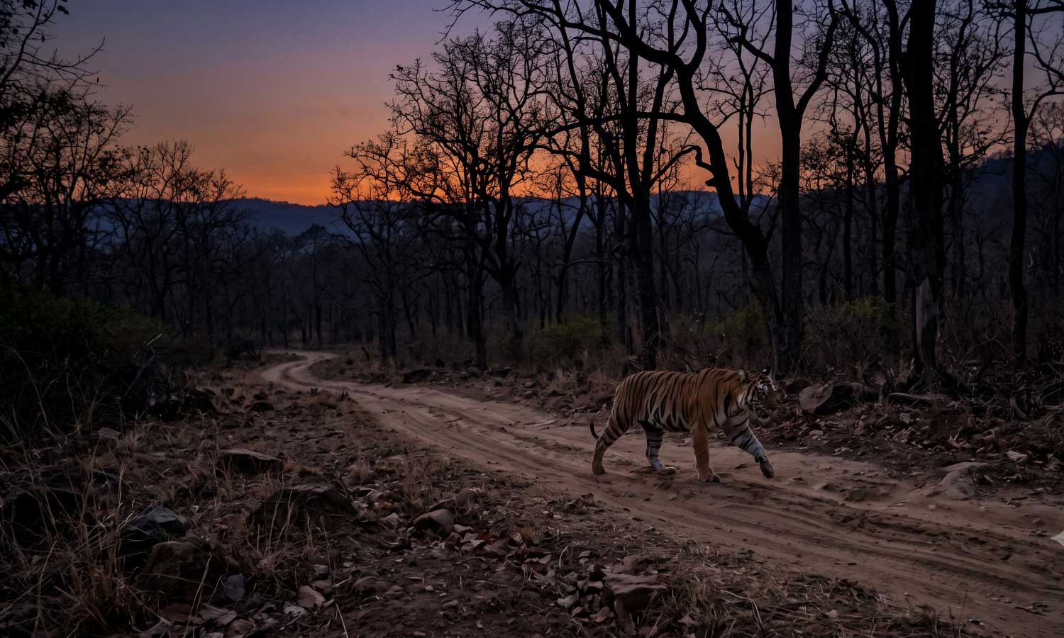 A young male tiger crossing a forest track at dusk near Tipeshwar Wildlife Sanctuary