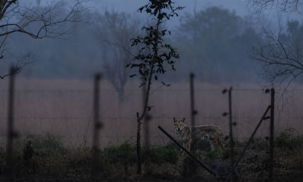 A farm field bordering forest habitat at the edge of Tipeshwar Wildlife Sanctuary at dawn