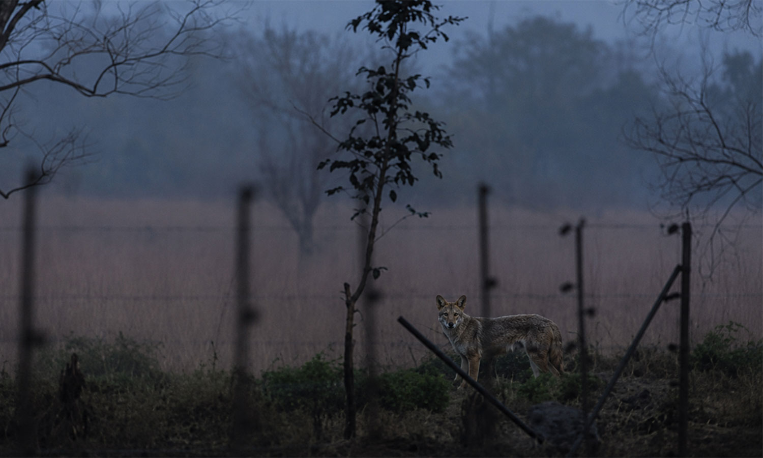 Living at the Edge: Jackals, Farms and the Buffer Zone Balancing Act