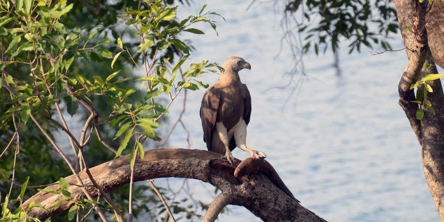 A bird visiting the clearing outside a forest villa's private sit-out at Tipai in early morning light.