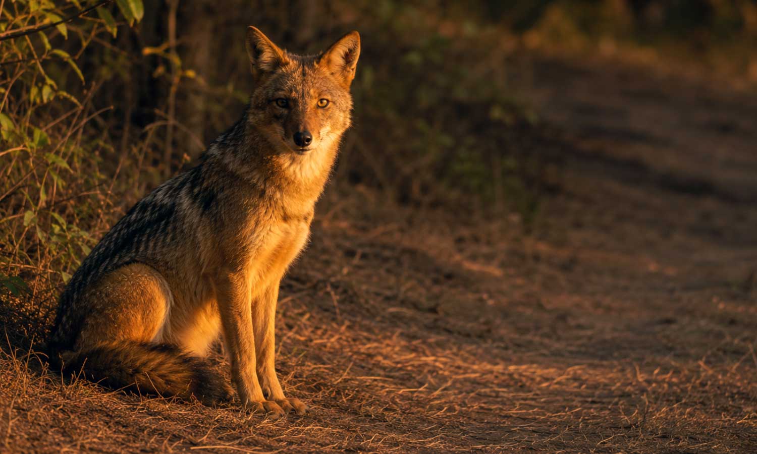 A golden jackal at the forest edge at Tipeshwar Wildlife Sanctuary at golden hour