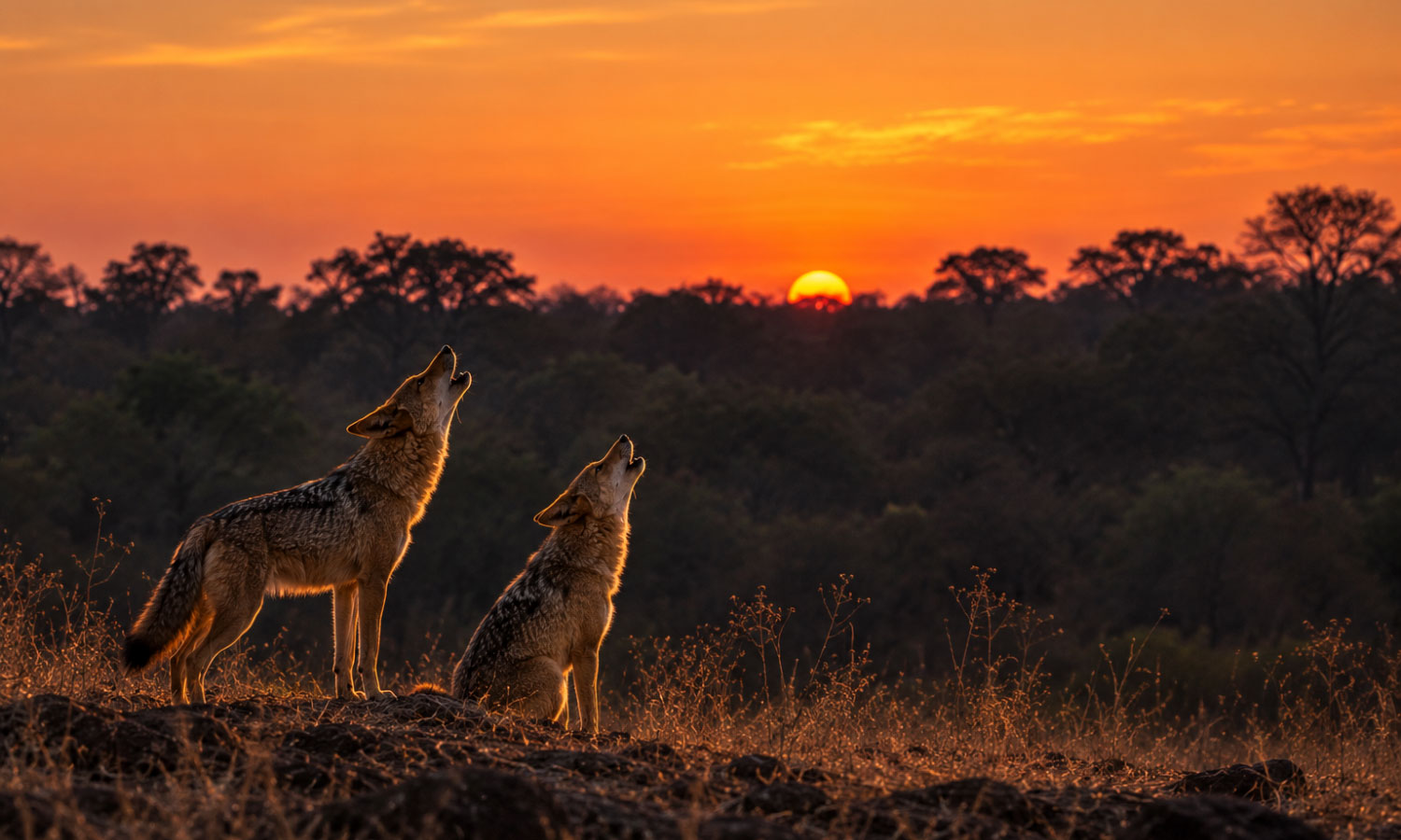 A pair of golden jackals howling together at dusk near Tipeshwar Wildlife Sanctuary