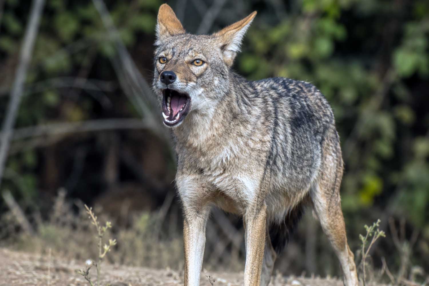 A golden jackal giving an alarm bark near its den at Tipeshwar Wildlife Sanctuary